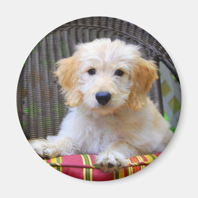 Golden Doodle Magnet de chiot (Devant)