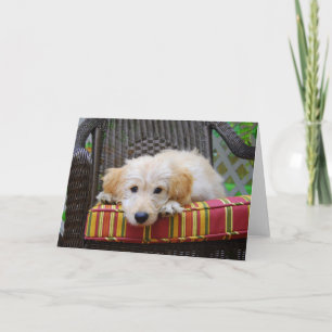 Golden Doodle Puppy Greeting Card