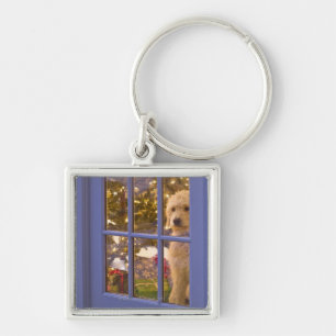 Golden Doodle puppy looking out glass door with Keychain
