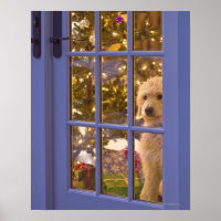 Golden Doodle puppy looking out glass door with