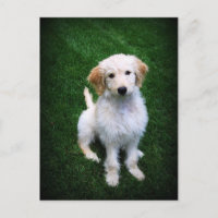 Golden Doodle Puppy Postcard