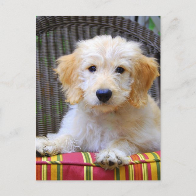 Golden Doodle Puppy Postcard (Front)