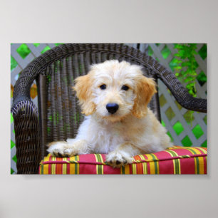 Golden Doodle Puppy Poster