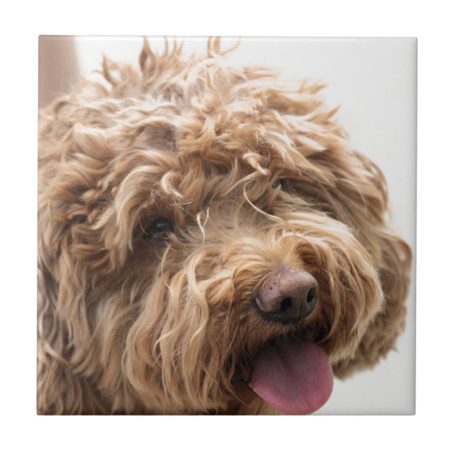 Golden doodle tile (Front)