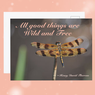 Golden Dragonfly All Good Things Wild and Free Postcard