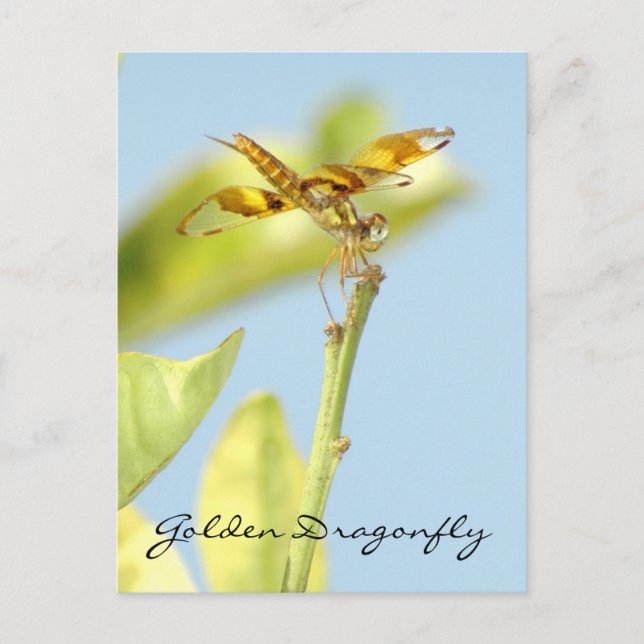 Golden dragonfly Postcard (Front)
