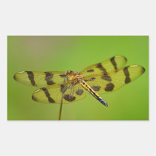 Golden Dragonfly Sticker (Front)