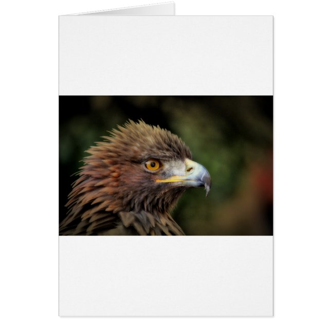 golden eagle (Front)