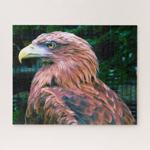 Golden Eagle Bird of Prey. Jigsaw Puzzle