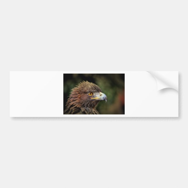 golden eagle bumper sticker (Front)
