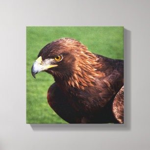Golden Eagle Canvas Print
