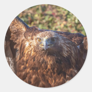 golden eagle classic round sticker