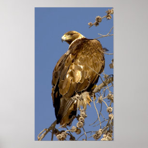 Golden Eagle in Yellowstone Poster