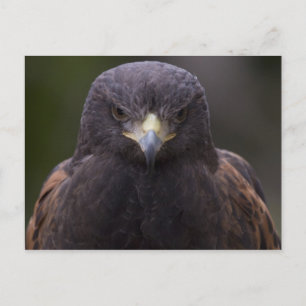 Golden Eagle Postcard