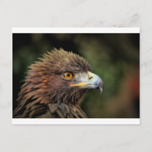golden eagle postcard