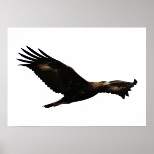 Golden Eagle Soaring Poster