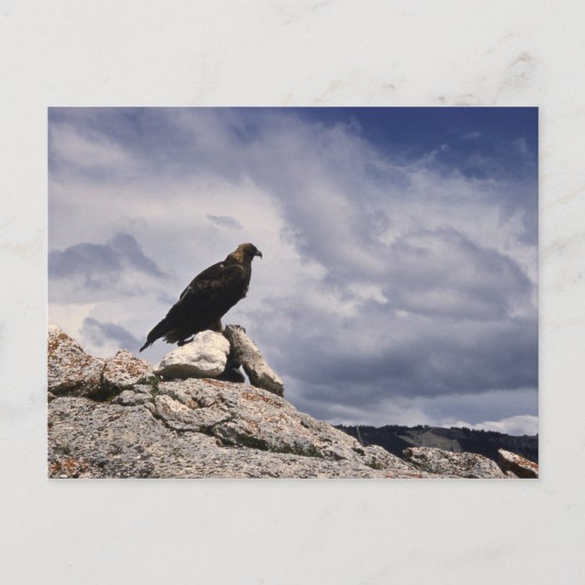 Golden Eagle Wildlife Series # 14 Carte postale (Devant)