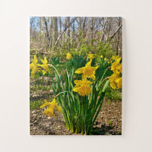 Golden Embrace   Daffodil Bloom in Springtime Jigsaw Puzzle