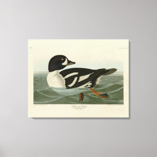 Golden-eye Duck from Audubon's Birds of America Canvas Print