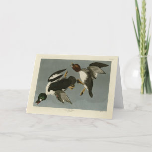 Golden-Eye Duck - from Audubon's Birds of America Card