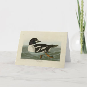 Golden-eye Duck from Audubon's Birds of America Card