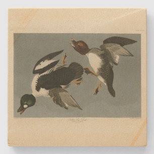 Golden-Eye Duck - from Audubon's Birds of America Stone Coaster