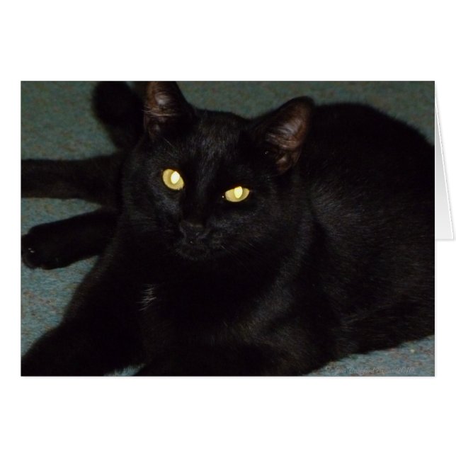 Golden eyes (Front Horizontal)