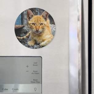 Golden Eyes Magnet