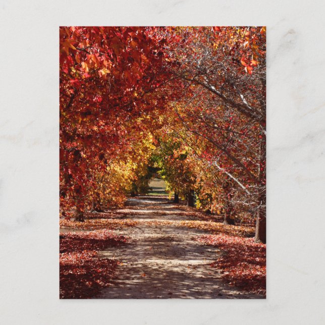 Golden Fall Postcard (Front)