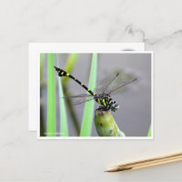 Golden Flangetail Postcard