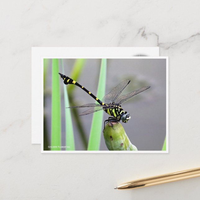 Golden Flangetail Postcard (Front/Back In Situ)