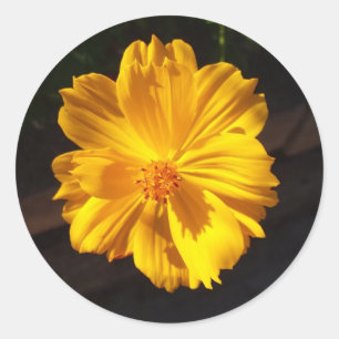 Golden Flower Macro Photography  Classic Round Sticker