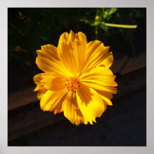 Golden Flower Macro Photography Poster