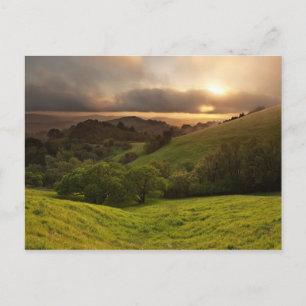 Golden Foggy Sunset, California Postcard