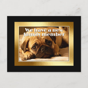 Golden Frame - Rectangle Shape 6 pug dog Postcard