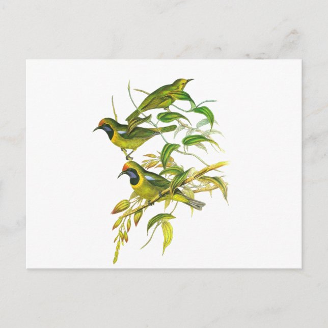 Golden-fronted Leafbird Postcard (Front)