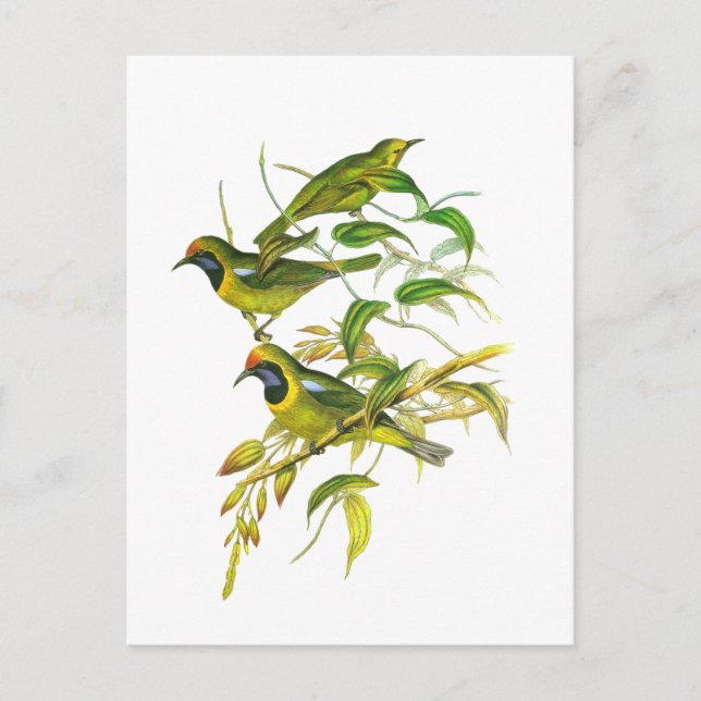 Golden-fronted Leafbird Postcard (Front)