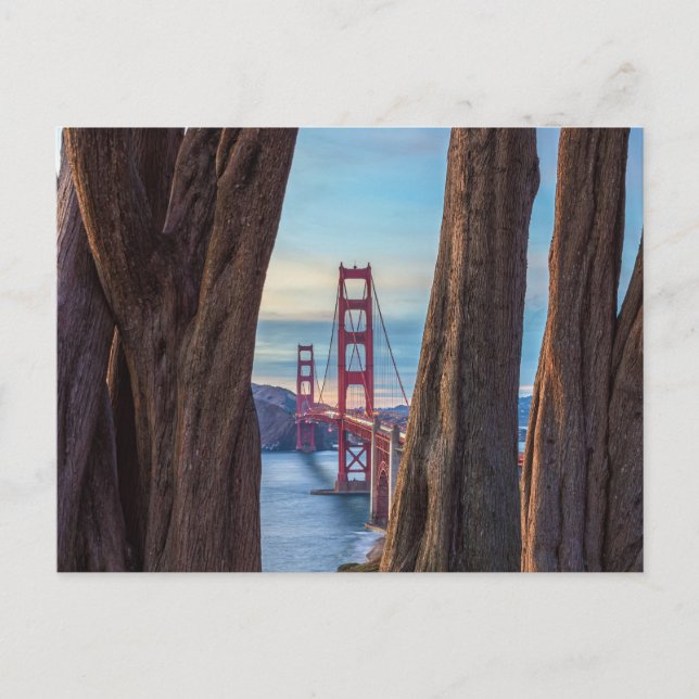 Golden Gate Bridge seen Through Cypress Trees Postcard (Front)