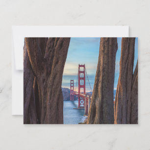 Golden Gate Bridge seen Through Cypress Trees Postcard
