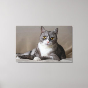 Golden Gaze: Elegant Grey and White Tabby Cat Port Canvas Print