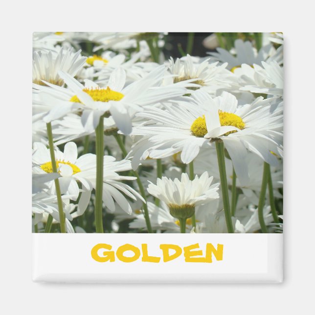 GOLDEN gifts magnets White Daisy Flowers Fun (Front)