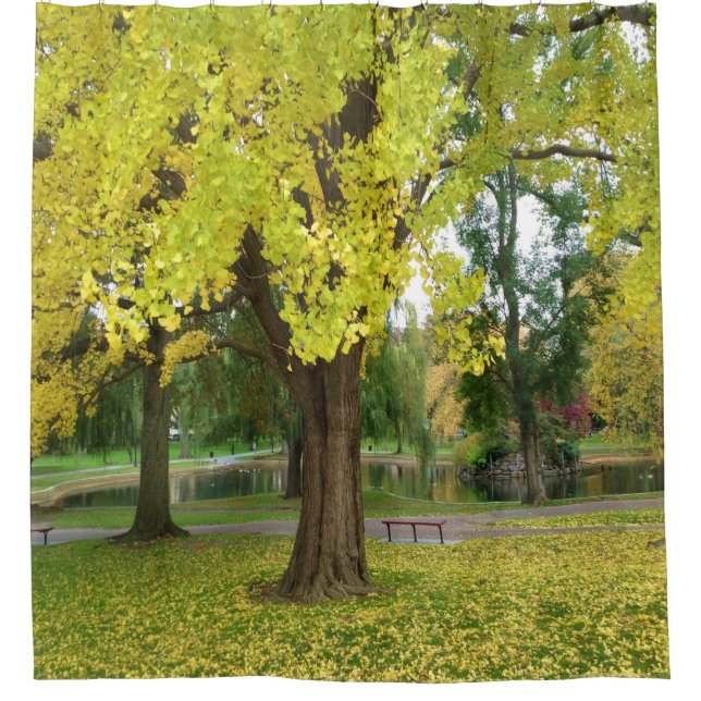 Golden Gingko Tree in the Fall (Front)