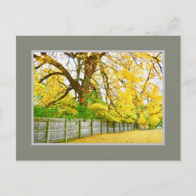 GOLDEN GLOW /TREBES ET CARTE POSTALE FEUILLE (Devant)