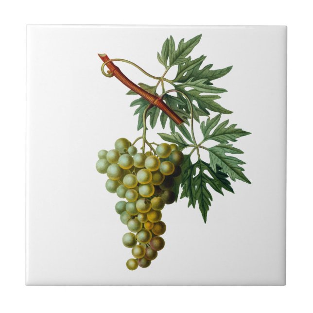 Golden Grapes Redoute Ceramic Tile (Front)