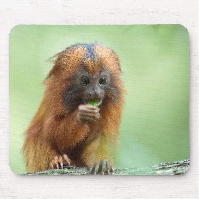 Golden Head Youngster Mouse Pad (Front)