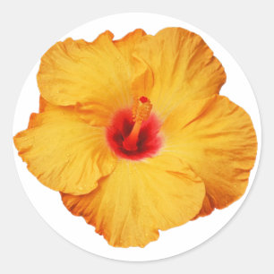 Golden hibiscus flower     classic round sticker