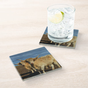 Golden Highlands: The Grace of Fawn-Coloured Cows Glass Coaster