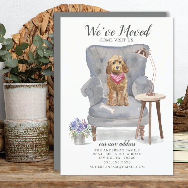 Golden Honey Cockapoo Moving Announcement (Creator Uploaded)