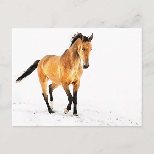 Golden horse in snow postcard (Front)