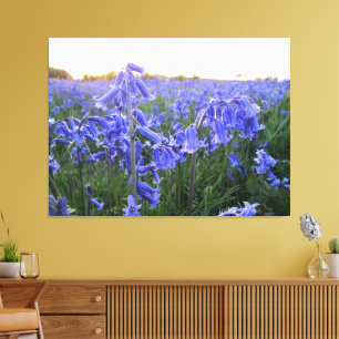 Golden Hour Bluebells - Canvas Print